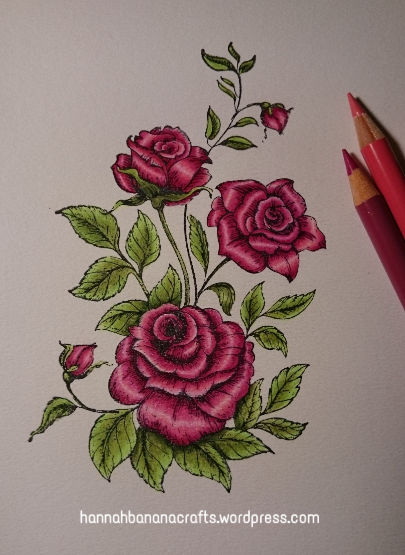 Polychromo roses colouring